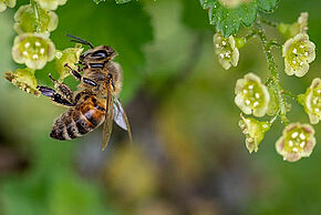 Photo d'une abeille en train de butiner 
