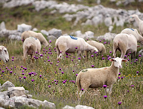 Agrandir l'image (fenêtre modale)